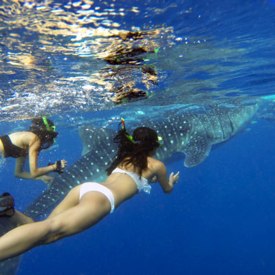 Oslob Whale Shark Tour Philippines Snorkeling Snorkelling