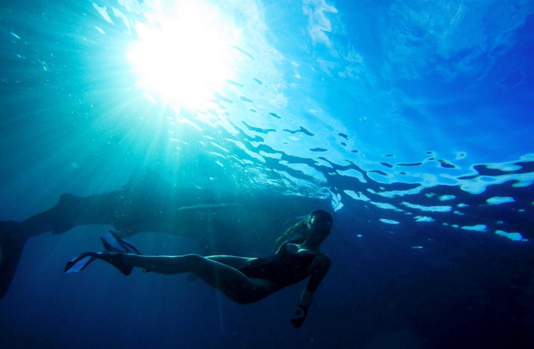 New Experiences swimming with Whale Sharks in Cebu Philippines, Oslob