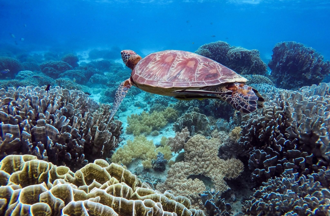 New Experiences swimming with Whale Sharks in Cebu Philippines, Oslob