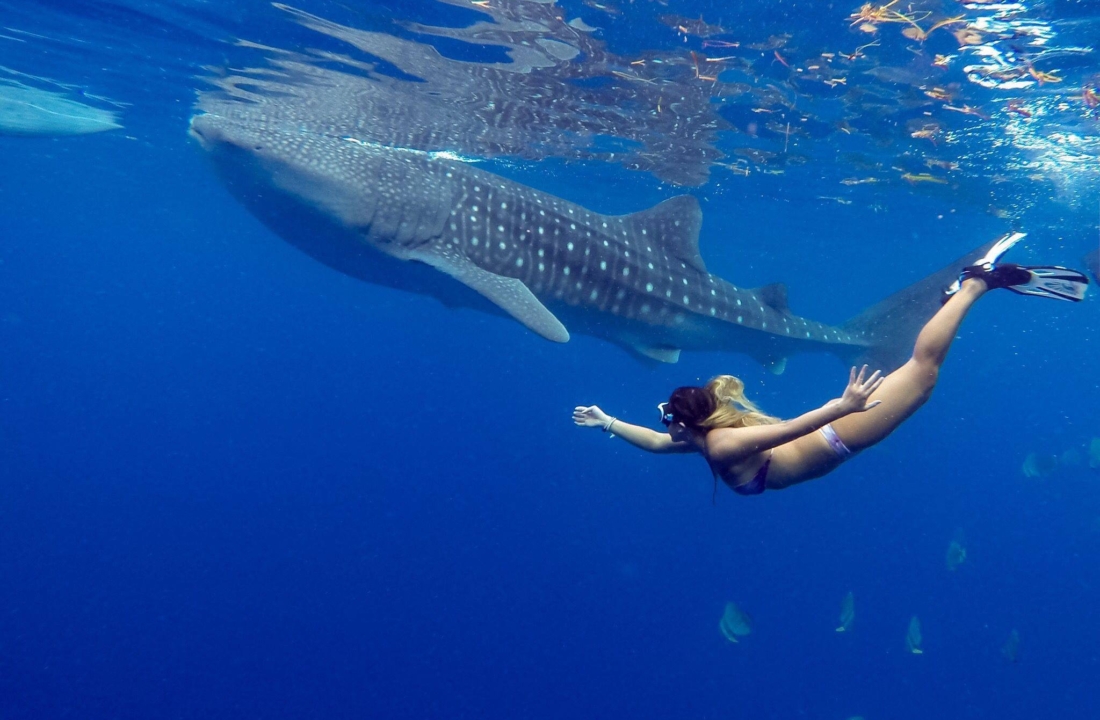 New Experiences swimming with Whale Sharks in Cebu Philippines, Oslob
