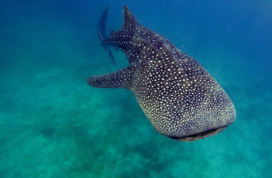New Experiences swimming with Whale Sharks in Cebu Philippines, Oslob