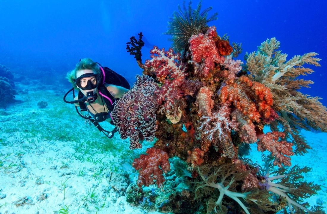 New Experiences swimming with Whale Sharks in Cebu Philippines, Oslob