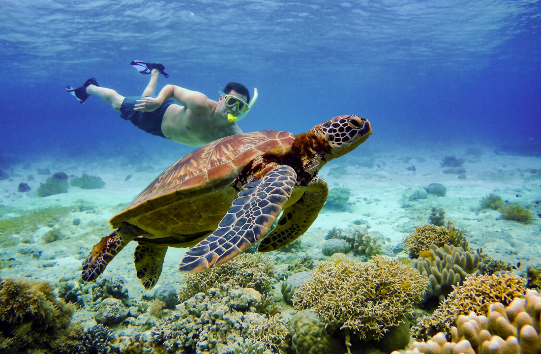 New Experiences swimming with Whale Sharks in Cebu Philippines, Oslob
