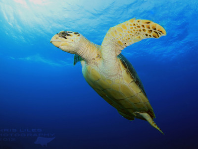 Hawksbill turtle swimming over Cebu Philippines Reef