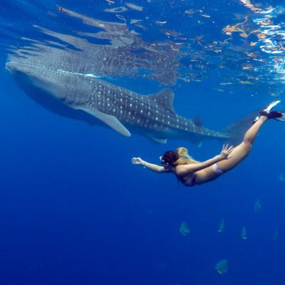 Oslob whale shark snorkelling before Sumilon Island Snorkel and sand bar boat trip