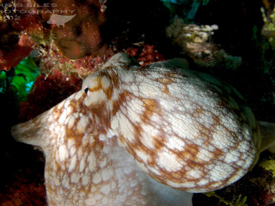 Octopus patrols the reef Cebu, Philippines scuba diving, Boljoon