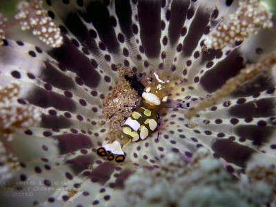 Small shrimp found along reef