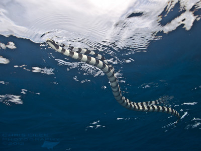 Banded Sea Crate swimming through the water off Cebu, Philippines