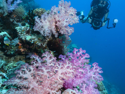 Philippines scuba diving is some of the most diverse diving in the world