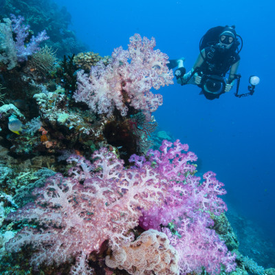 Philippines scuba diving is some of the most diverse diving in the world