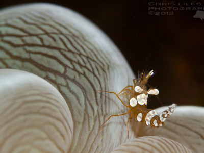 macro sea life shrimp found on underwater reef Cebu, Philippines