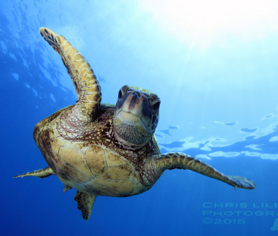 Snorkel and dive with Green Sea Turtles at Granada Beach House