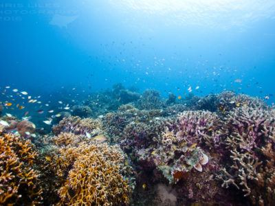 Complimentory snorkelling on house reef healthy tropical coral reef