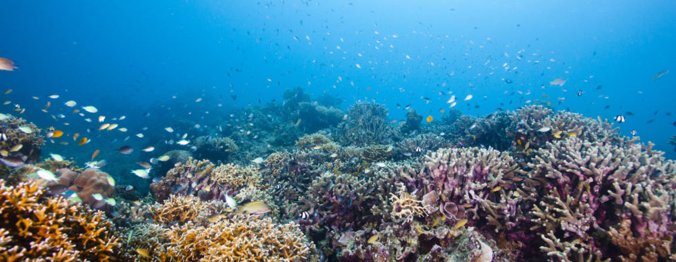 Complimentory snorkelling on house reef healthy tropical coral reef