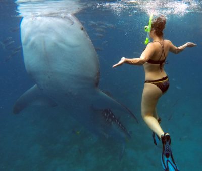 Oslob Cebu Philippines Whale Shark Tour