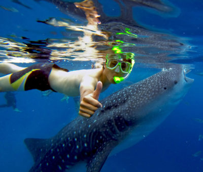 Whale Shark Tour Oslob Cebu Granada Beach Resort Whale Shark