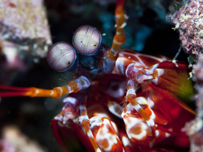 Mantis Shrimp along Coral Reef Cebu Philippines scuba diving