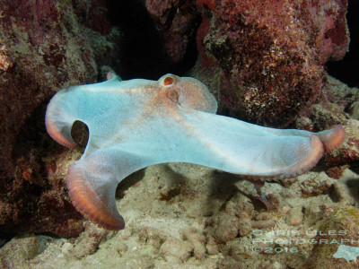 Octopus swimming along reef scuba diving Philippines