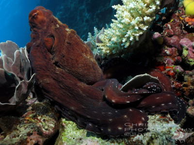 Reef Octopus Philippines