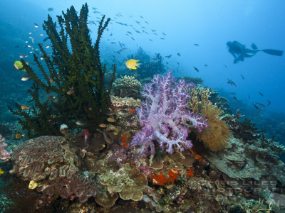 Scuba diving Boljoon, Oslob, Cebu Philippines