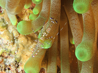 Small Shrimp scuba diving south cebu philippines