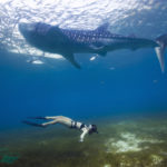 Oslob Whale Shark Encounter Whale Shark Tour Cebu Philippines Whale Shark swimming snorkeling Whale Sharks Philippines