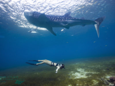 Oslob Whale Shark Encounter Whale Shark Tour Cebu Philippines Whale Shark swimming snorkeling Whale Sharks Philippines