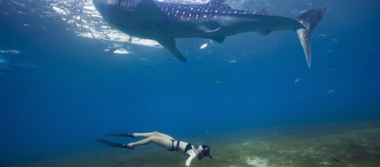 Oslob Whale Shark Encounter Whale Shark Tour Cebu Philippines Whale Shark swimming snorkeling Whale Sharks Philippines