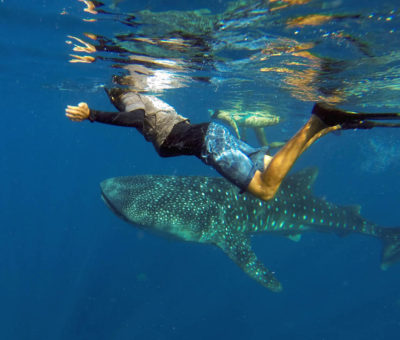 Whale Shark Tour Oslob Cebu Granada Beach Resort Whale Shark