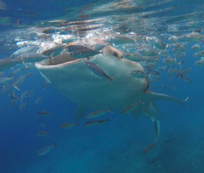 Oslob Whale Shark Tour Philipines Snorkeling with Whale Sharks Cebu