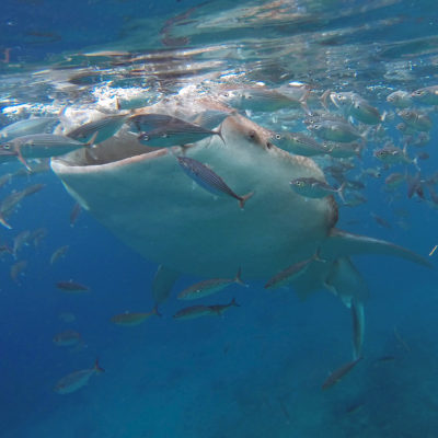 Oslob Whale Shark Tour Philipines Snorkeling with Whale Sharks Cebu