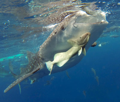 Oslob Whale Shark Tour Philippines Cebu Snorkel