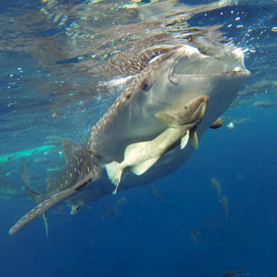 Oslob Whale Shark Tour Philippines Cebu Snorkel