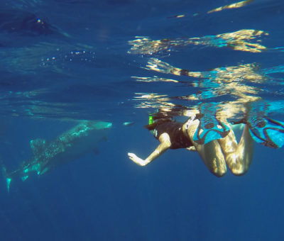 Whale Shark Tour Oslob Cebu Granada Beach Resort Whale Shark