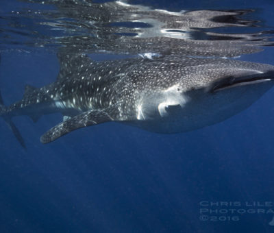 Oslob Whale Shark Snorkeling Scuba Diving Tour Philippines Cebu