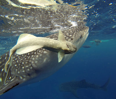 Whale Shark Tour Oslob Cebu Granada Beach Resort Whale Shark