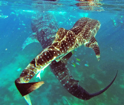 Whale Shark Tour Oslob Cebu Granada Beach Resort Whale Shark