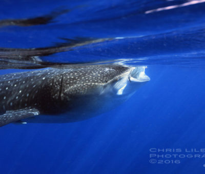 Oslob Whale Shark Snorkeling and Diving