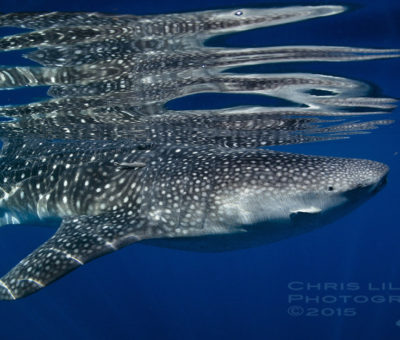 Oslob Whale Shark scuba diving snorkeling Cebu Philippines