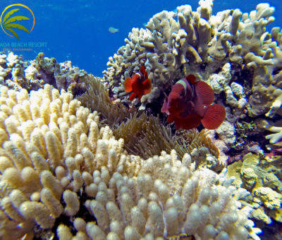 Scuba Diving Philippines Cebu Clown Fish