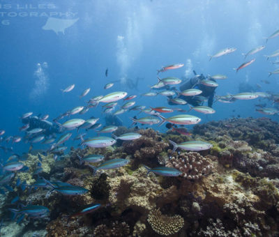 Schooling fish scuba diving philippines sumilon island reef