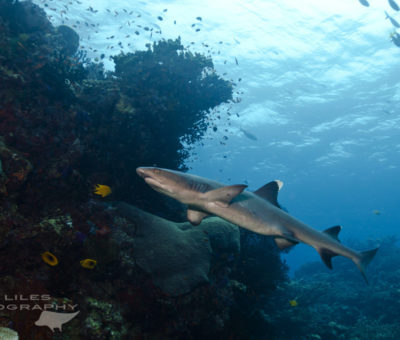 scuba diving philippines sumilon island white tip reef sharks