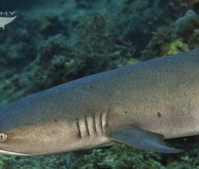 White Tip Reef Shark scuba diving philippines sumilon island