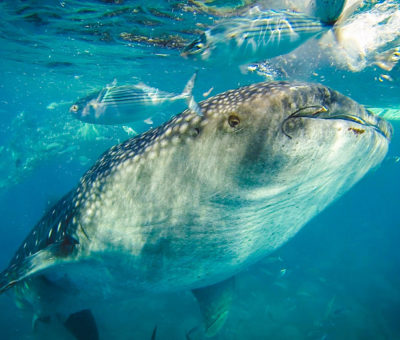 Oslob Cebu Philippines Whale Shark Snorkeling Scuba Diving Tour