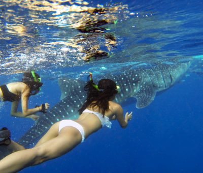 Oslob Whale Shark Tour Philippines Snorkeling Snorkelling