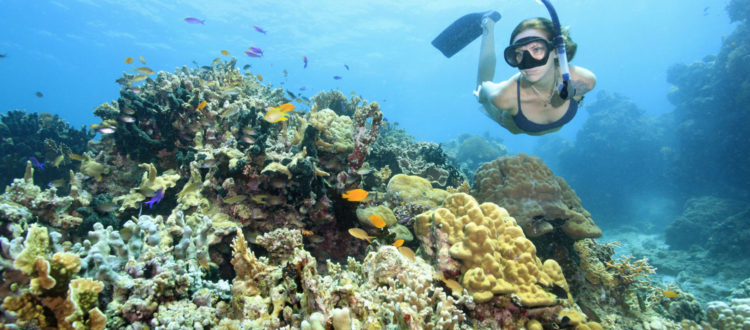 snorkelling tour off our house reef sumilon island