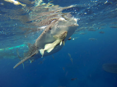 Oslob Whale Shark Tour Cebu Philippines Granada Beach Resort