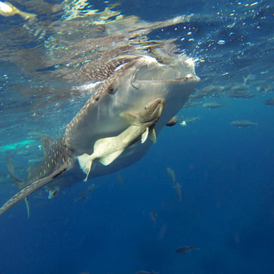 Oslob Whale Shark Tour Cebu Philippines Granada Beach Resort