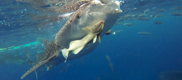 Oslob Whale Shark Tour Cebu Philippines Granada Beach Resort