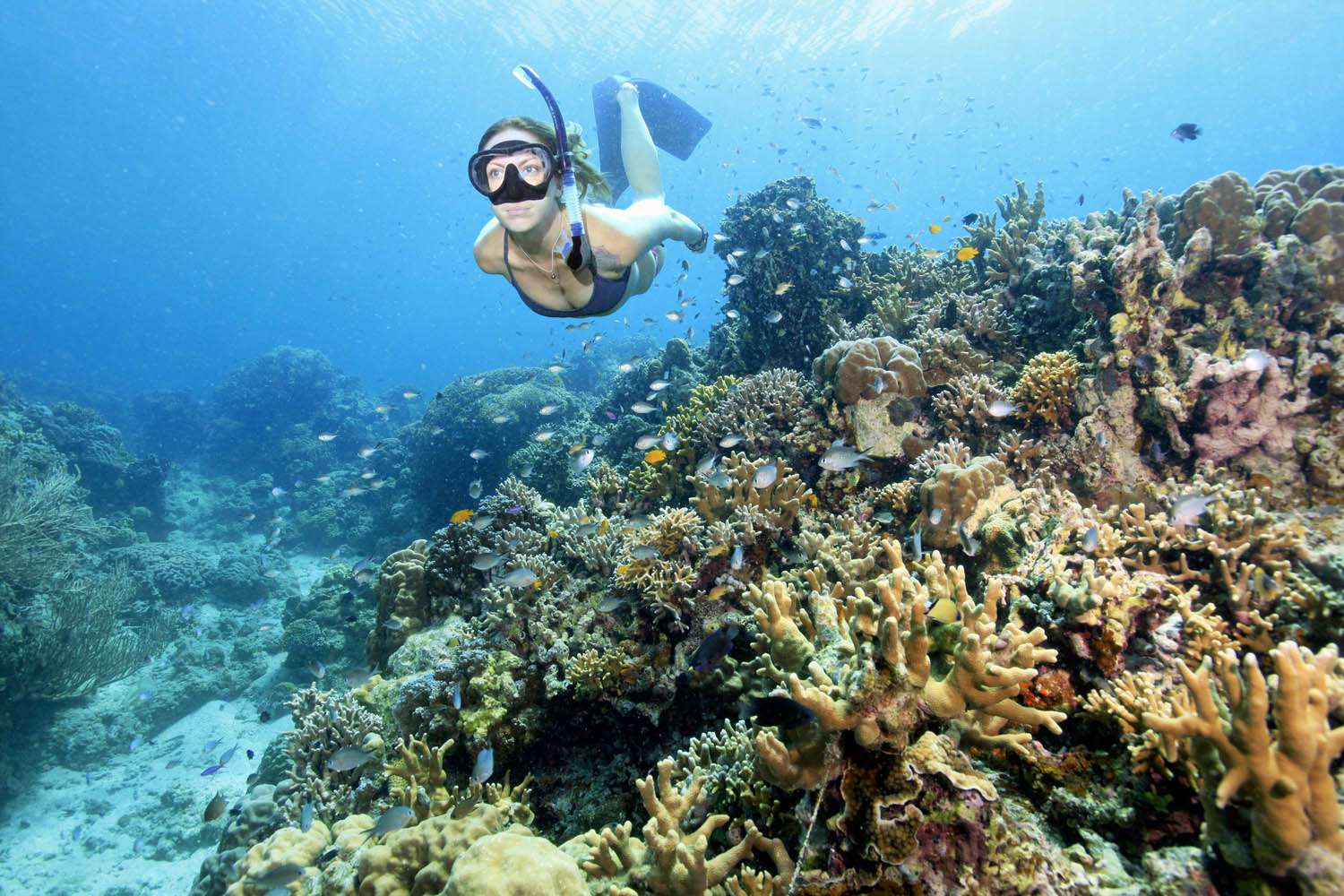 snorkelling sumilon island philippines snorkeling sumilon